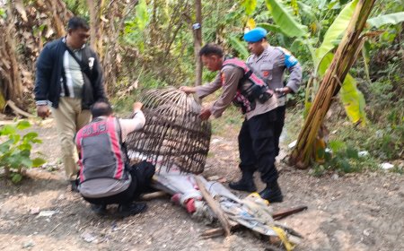 Respon Laporan Warga, Polresta Sidoarjo Bongkar Arena Sabung Ayam di Dua Lokasi